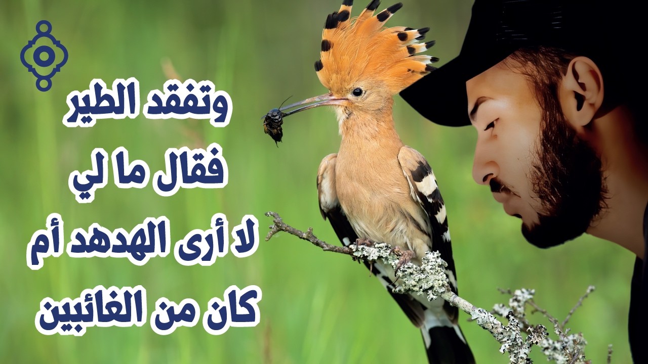 وتفقد الطير… ما لي لا أرى الهدهد 🐜😴 | تلاوة من سورة النمل | بلال دربالي - Surah An-Naml