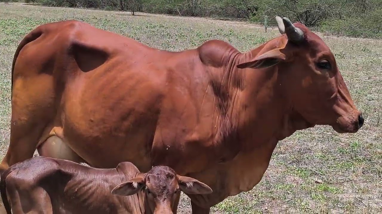 novilha sindi pariu m. e ainda não acertou o peito