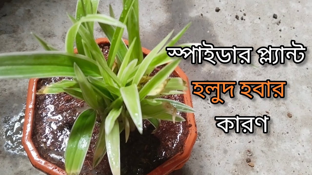 স্পাইডার প্ল্যান্ট হলুদ হবার কারণ ও তার প্রতিকার ||Spider Plant Care