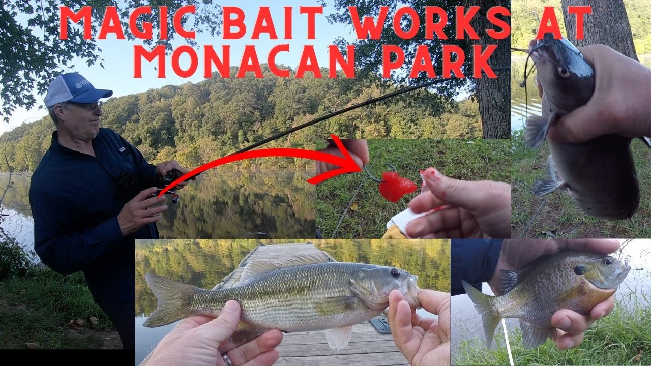 Magic Bait Works at Monacan Park! Plus surprise Bass Species!