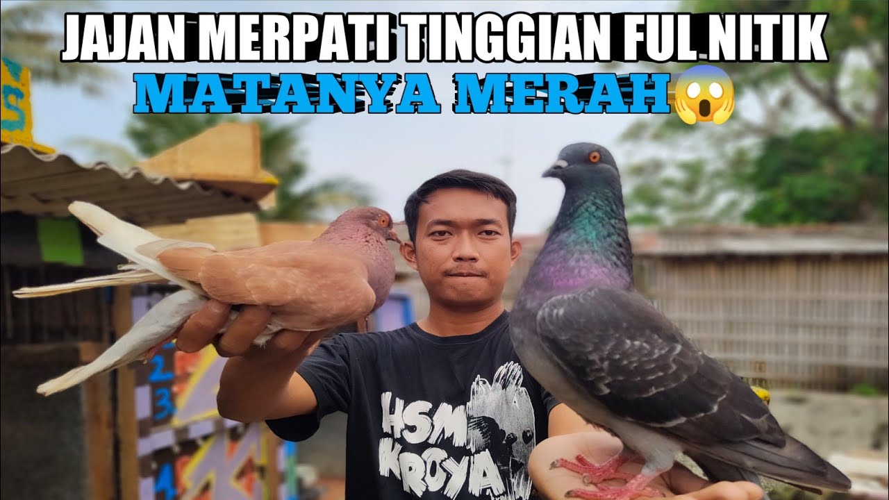 JAJAN MERPATI TINGGIAN NITIK‼️ DI PENJUAL AGUS CILACAP‼️