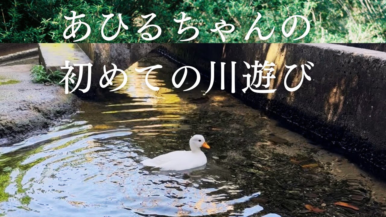 【川デビュー】初めての川遊びへコールダックのポニョとお出かけしてきた