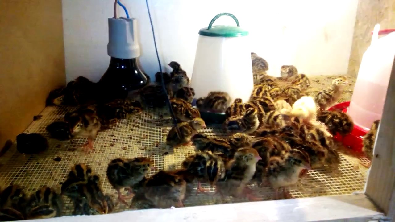 Křepelka Japonsk&aacute; / Japanese quail - odchovna 2. den