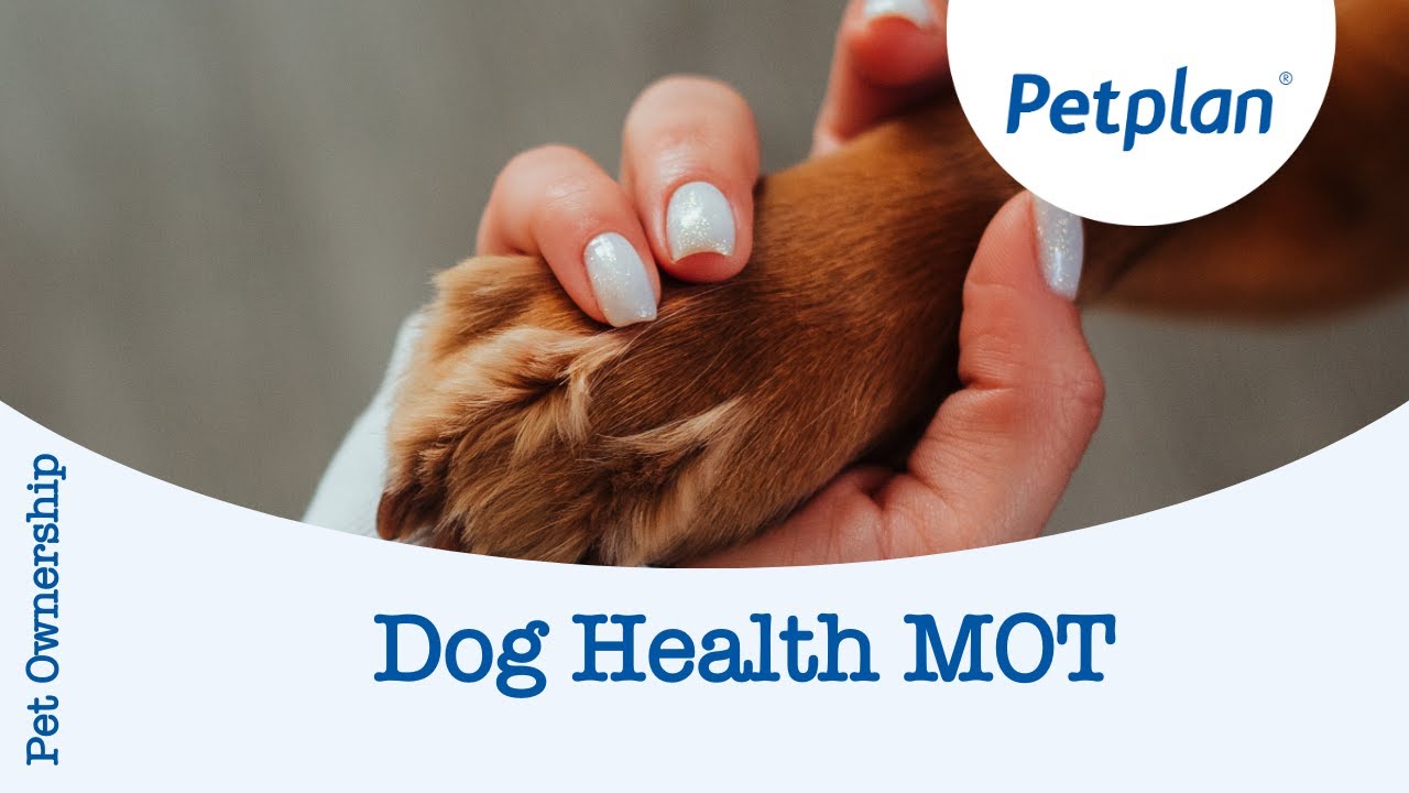 How to give your dog a health MOT - Petplan