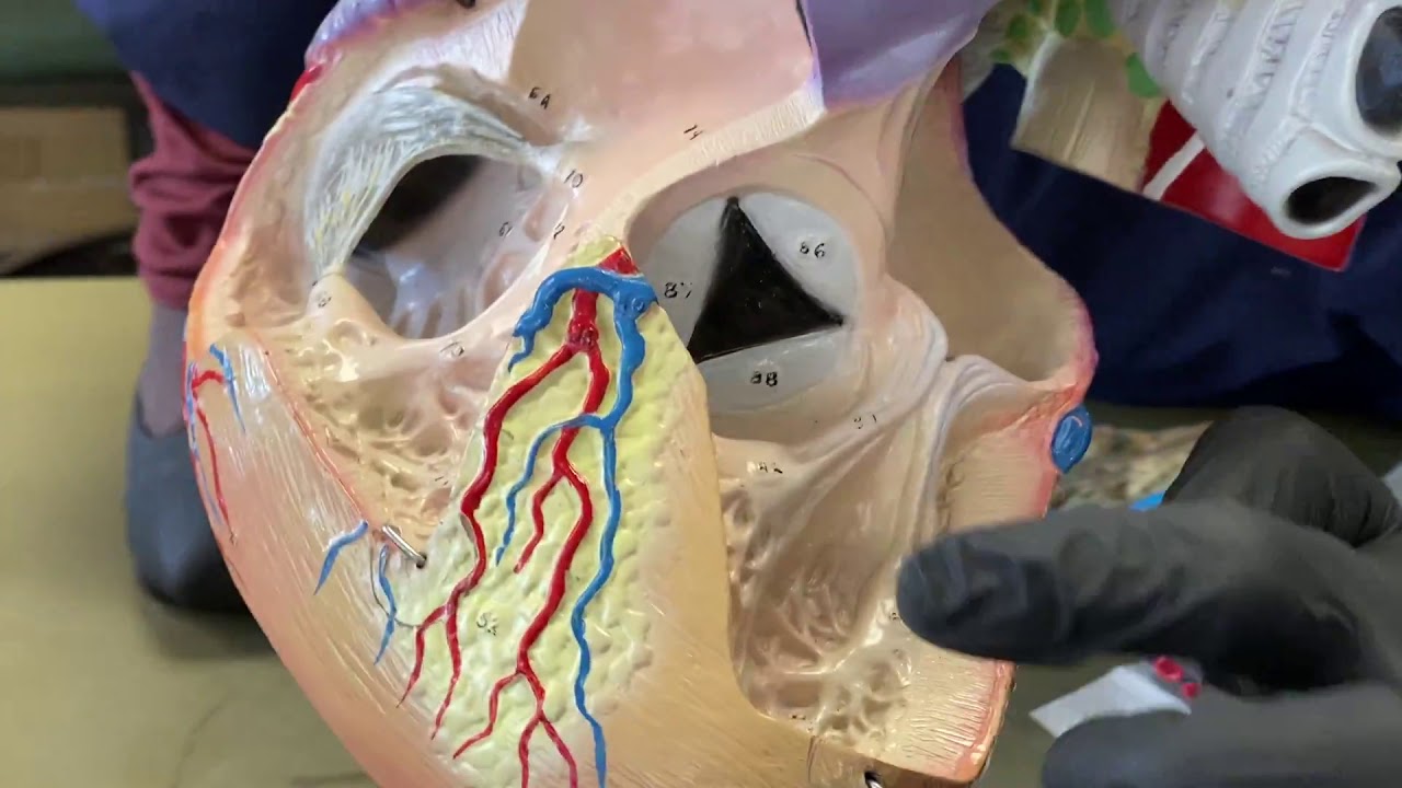 The Trabeculae Carne