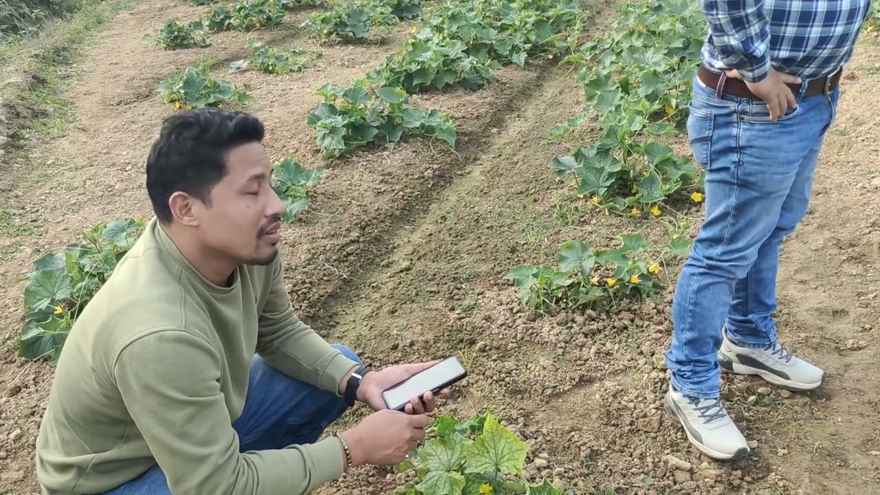 @kabir33671 Cucumber 🥒 plot of Atul Malakar under North Laljuri ADC village 