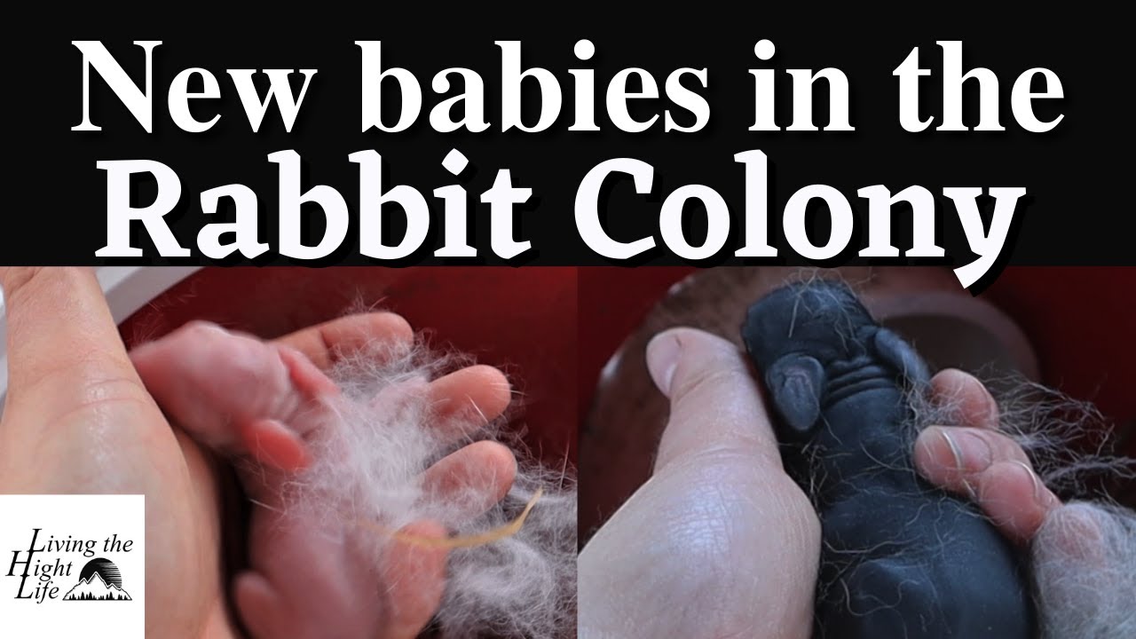 HAVING BABIES IN THE RABBIT COLONY- What do we do when we have baby bunnies in the rabbit colony?