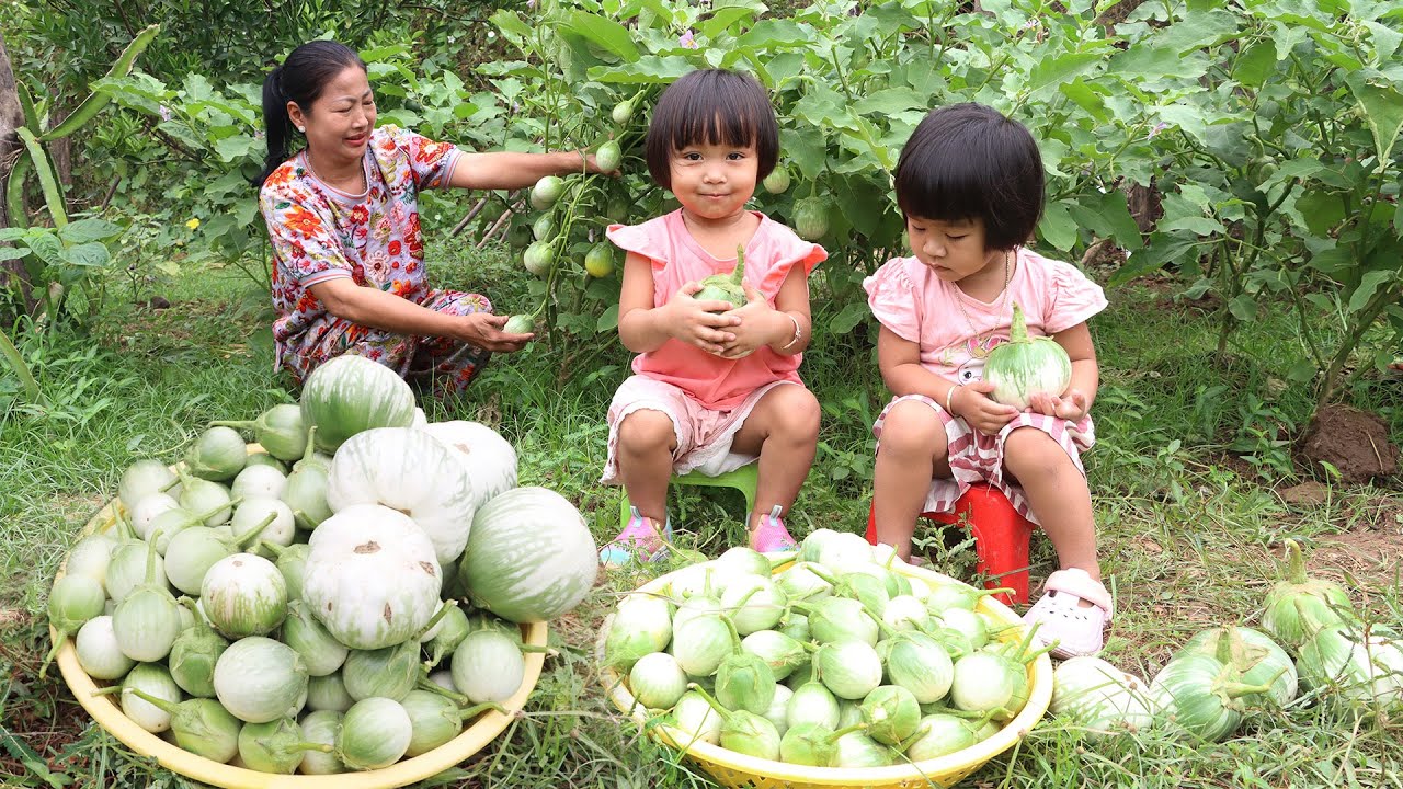 Harvest round eggplant from backyard | Siv hour, Siv Ing help grandma cooking
