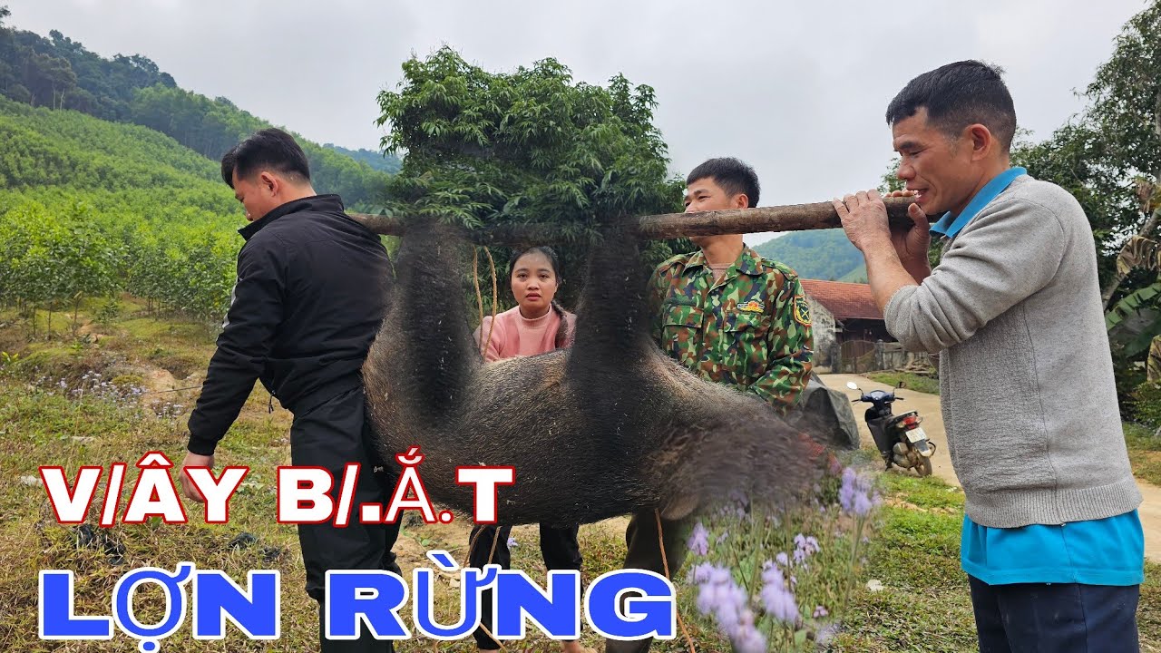 HỒI HỘP THU PHỤC LỢN RỪNG THẢ HOANG DÃ VỀ  LÀM CỖ TẾT / TẾT TRÊN MIỀN NÚI !