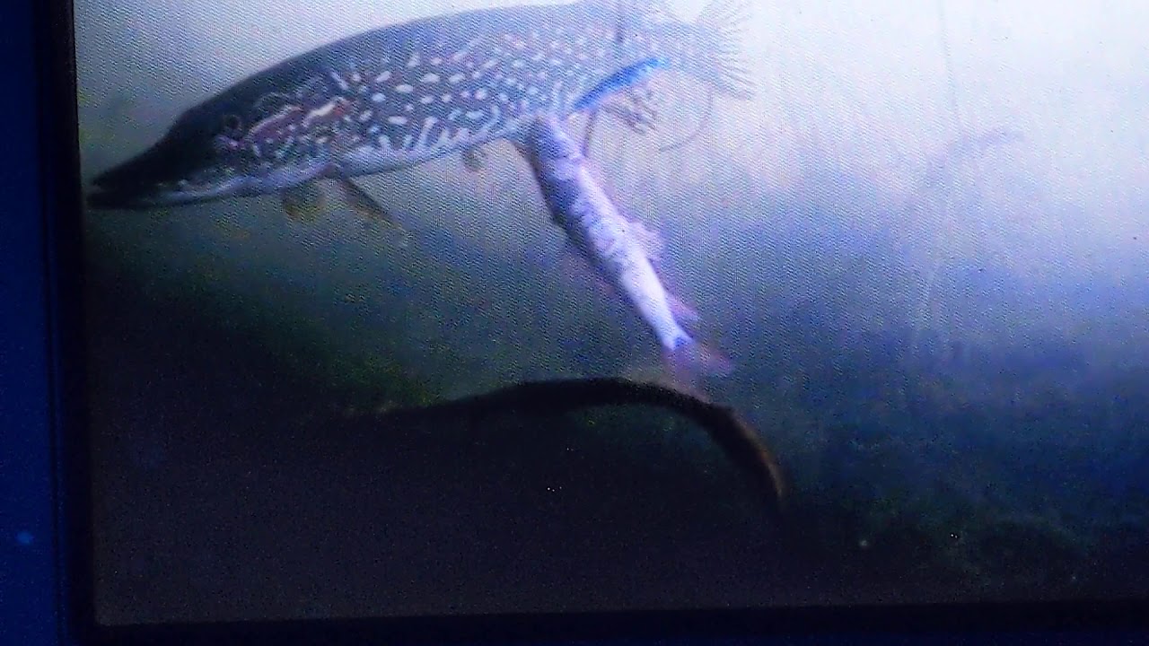 Chub jigging