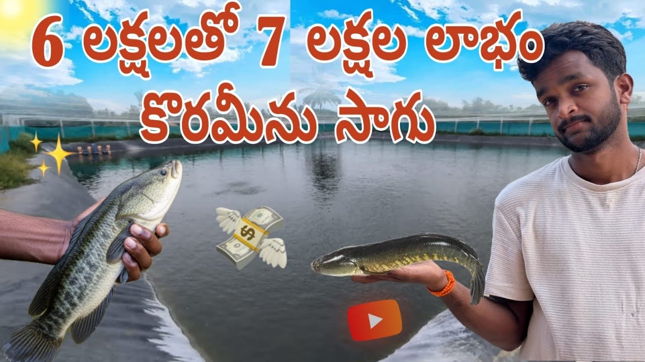 Murrel Fish Farming Profit Analysis 2025 | Cost, ROI & Real Income Explained | కోరమీన సాగు |