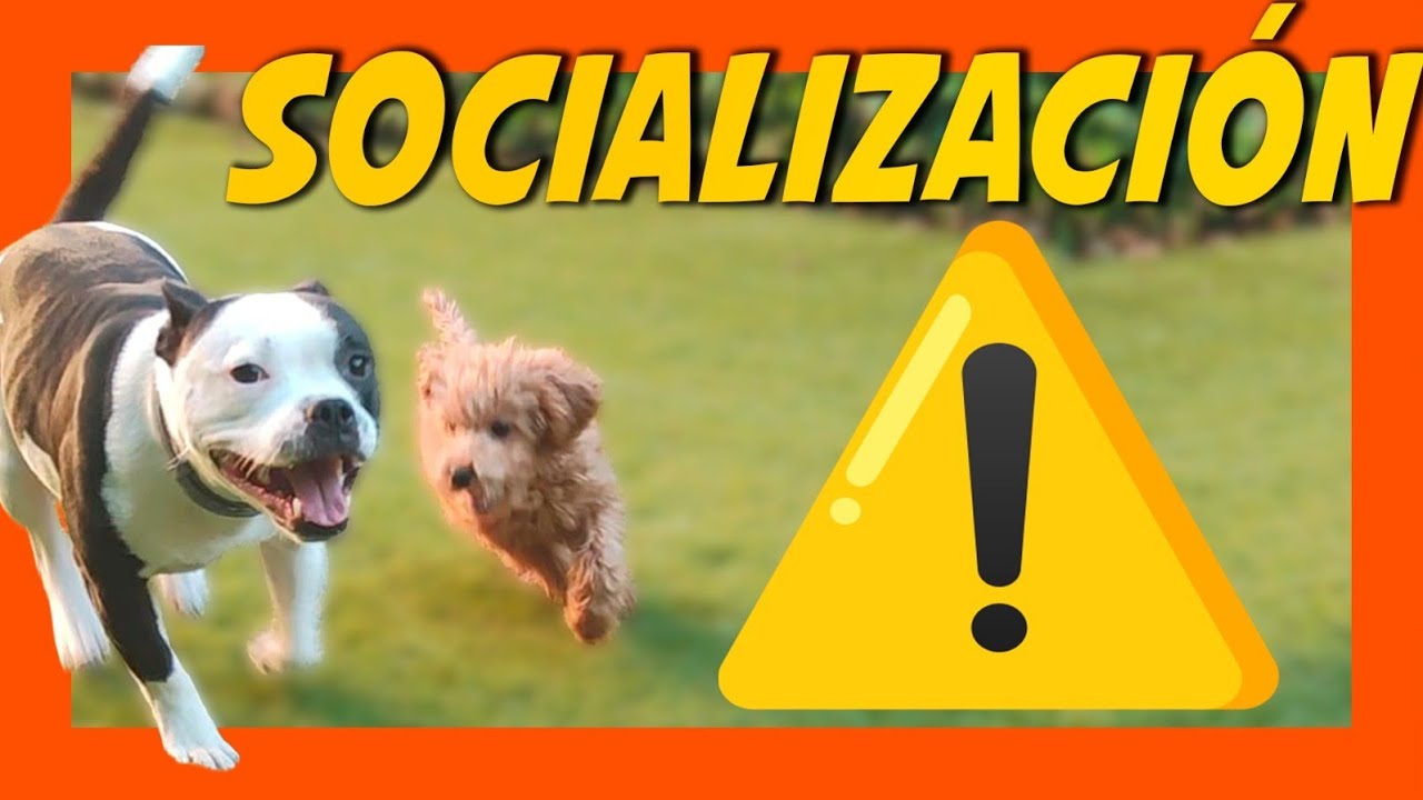 SOCIALIZACI&Oacute;N CANINA: Las 4 claves para socializar a tu cachorro 🐶