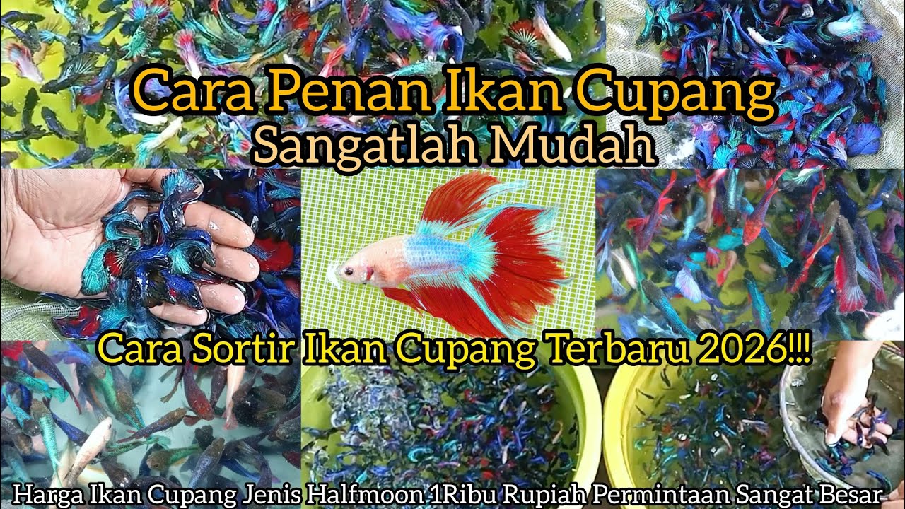 Cara Panen Ikan Cupang Dan Cara Sortir Ikan Cupang Sangatlah Mudah Terbaru 2026!!!