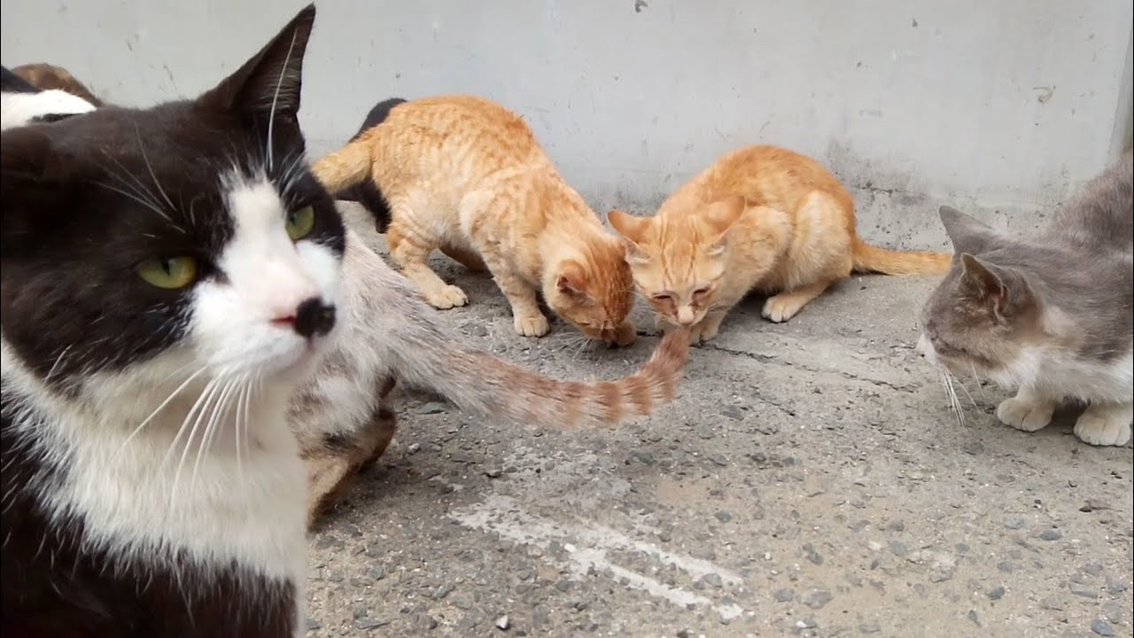 【猫の楽園】福岡県相島で猫歩きLive