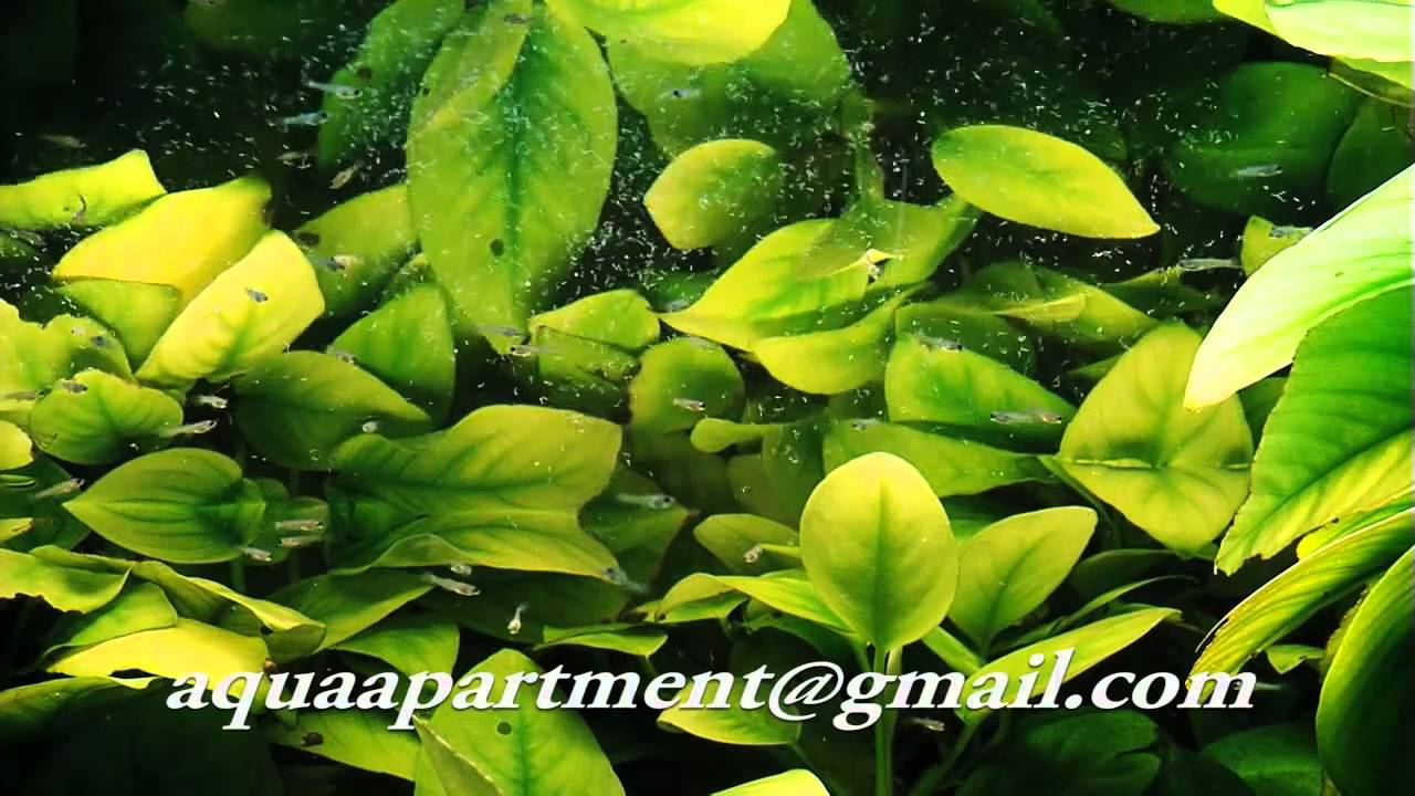 Микрокорм для мальков