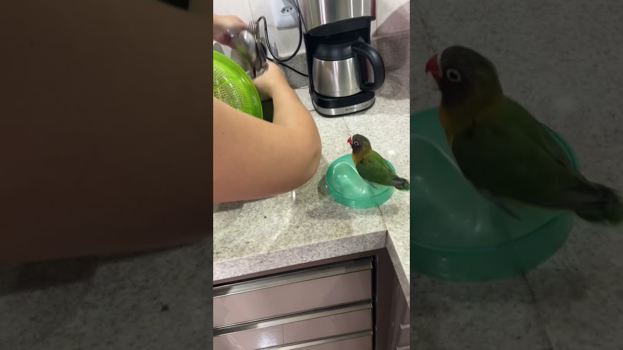 Perdi esposa pro passarinho        #agapornis