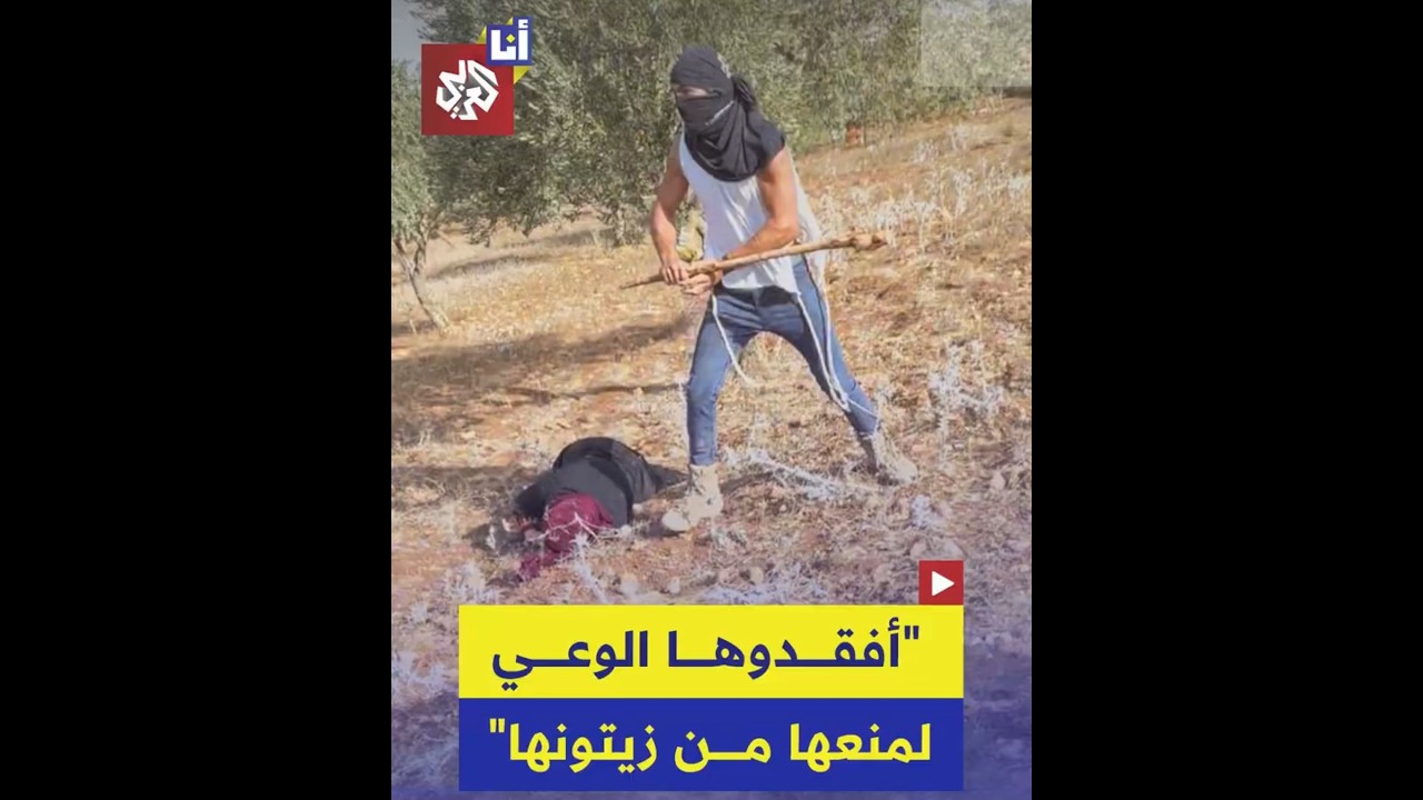 مستوطن يضرب مسنة فلسطينية وسط تصاعد هجماتهم على مزارع الزيتون في الضفة الغربية