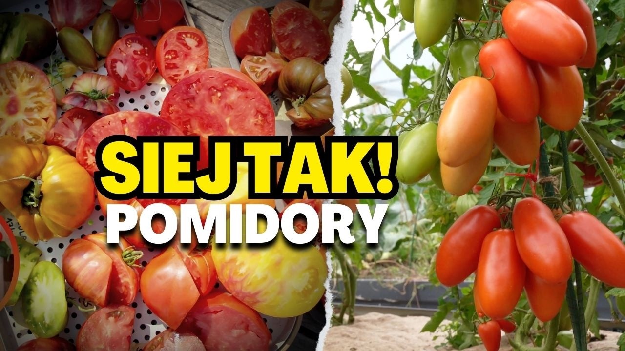 Tak sieję pomidory 🍅 żeby były mocne i zdrowe
