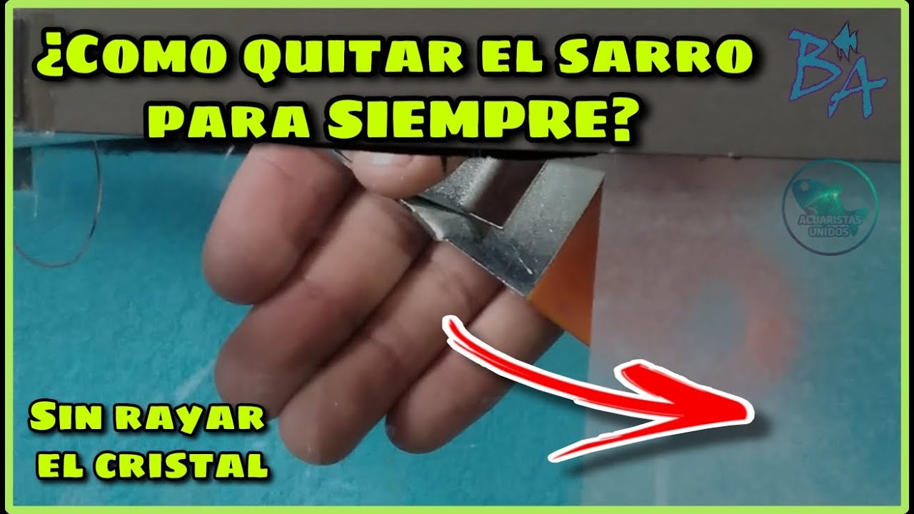 Como quitar el sarro de un acuario - Acuario - Bioacuatixz