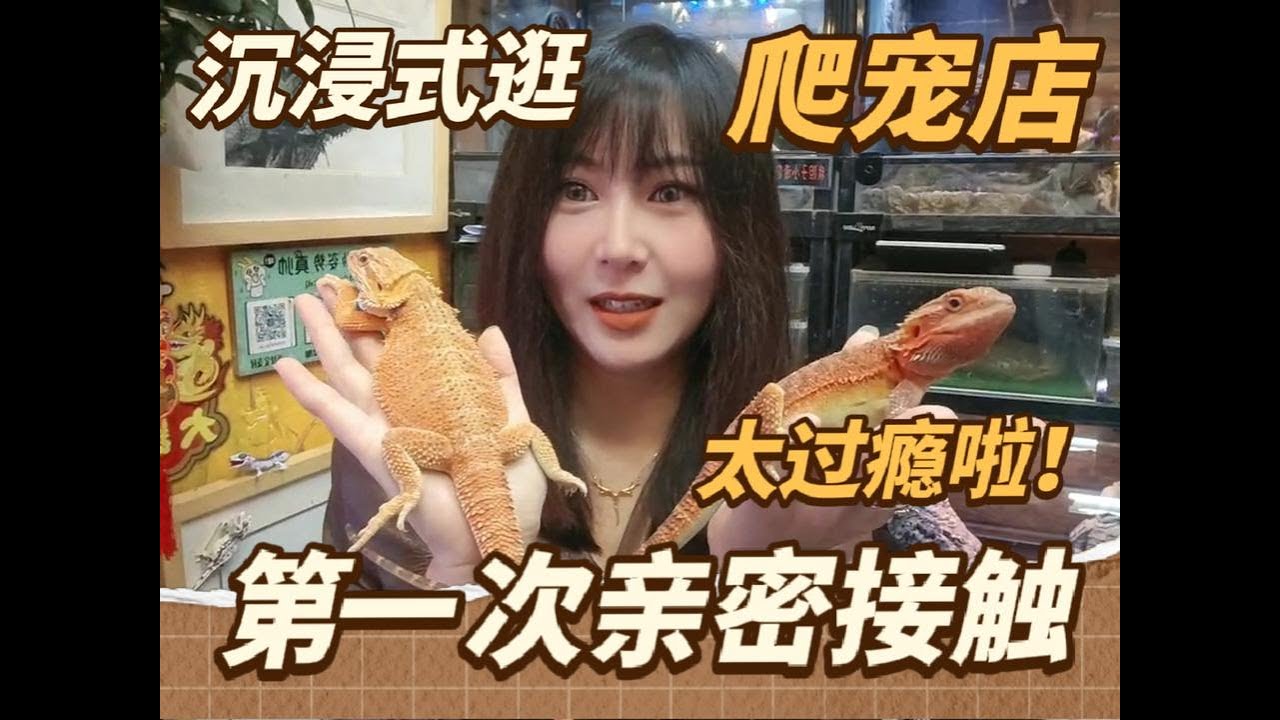 长春本地爬宠店探店！眼花缭乱的各种爬宠带你沉浸式感受