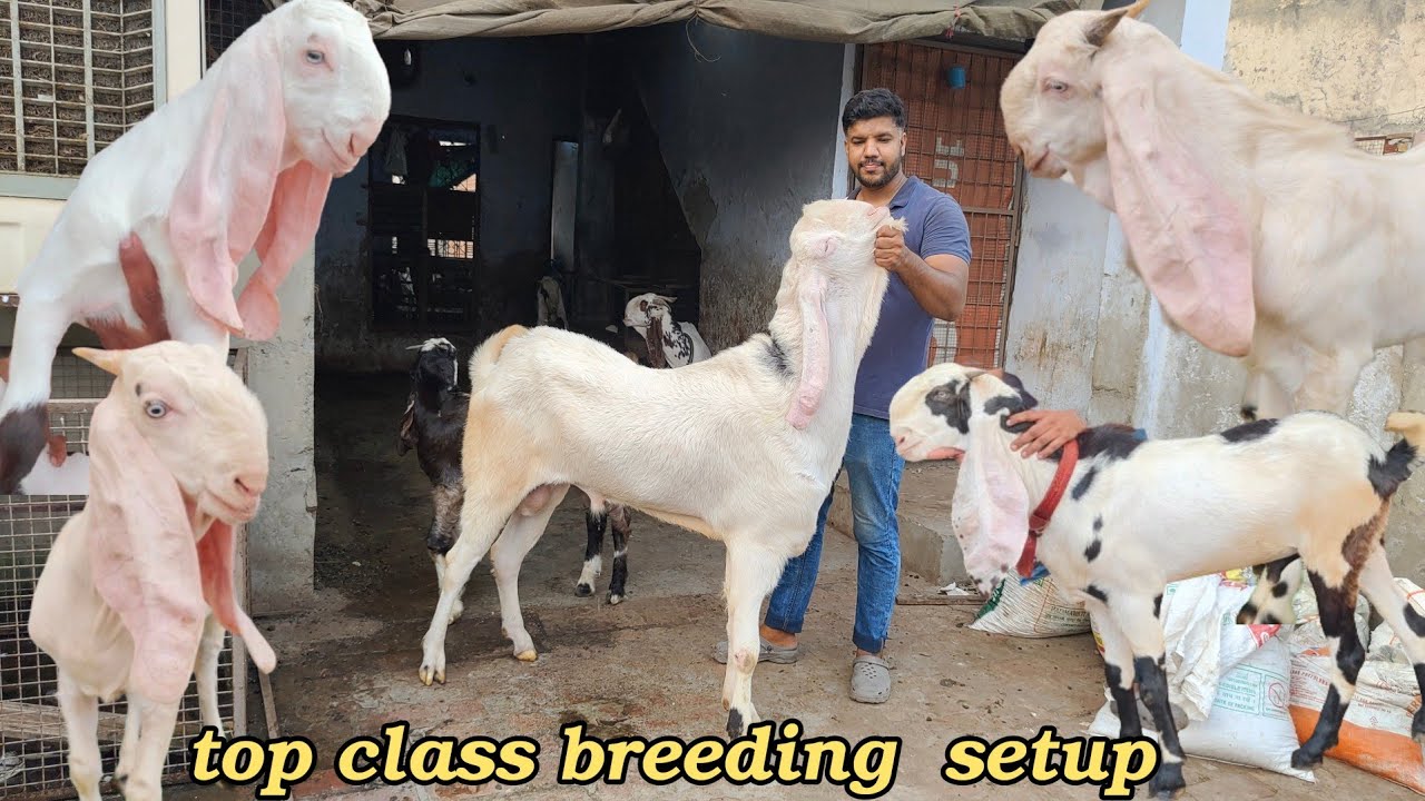 Top most beautiful breeding setup in Delhi lajawab Hyderabadi +91 98994 25443 Gufran bhai