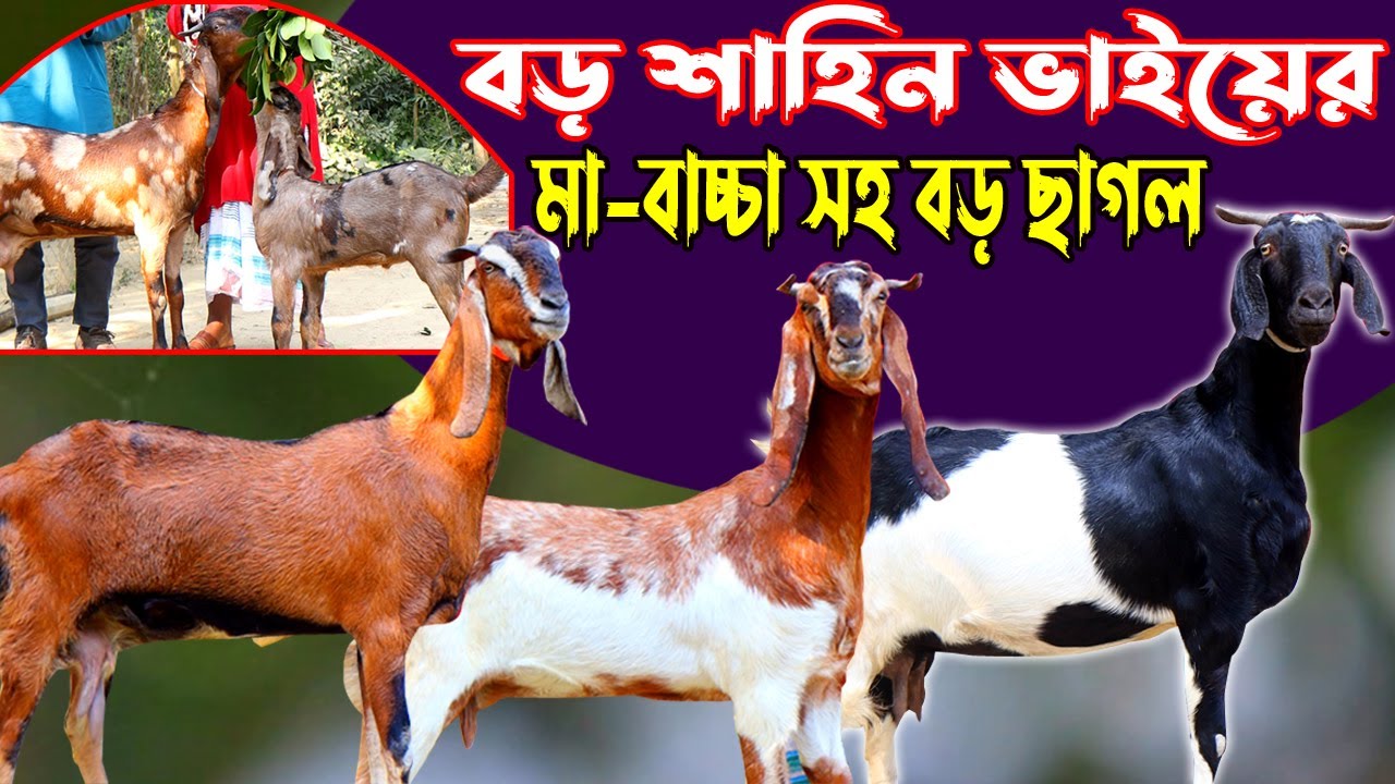 শাহিন ভাইয়ের বিগ বিগ ছাগলের ধামাকা মা বাচ্চা ও প্যাগনেন্ট ছাগলের সমাহার | Goat Farming in Bangla