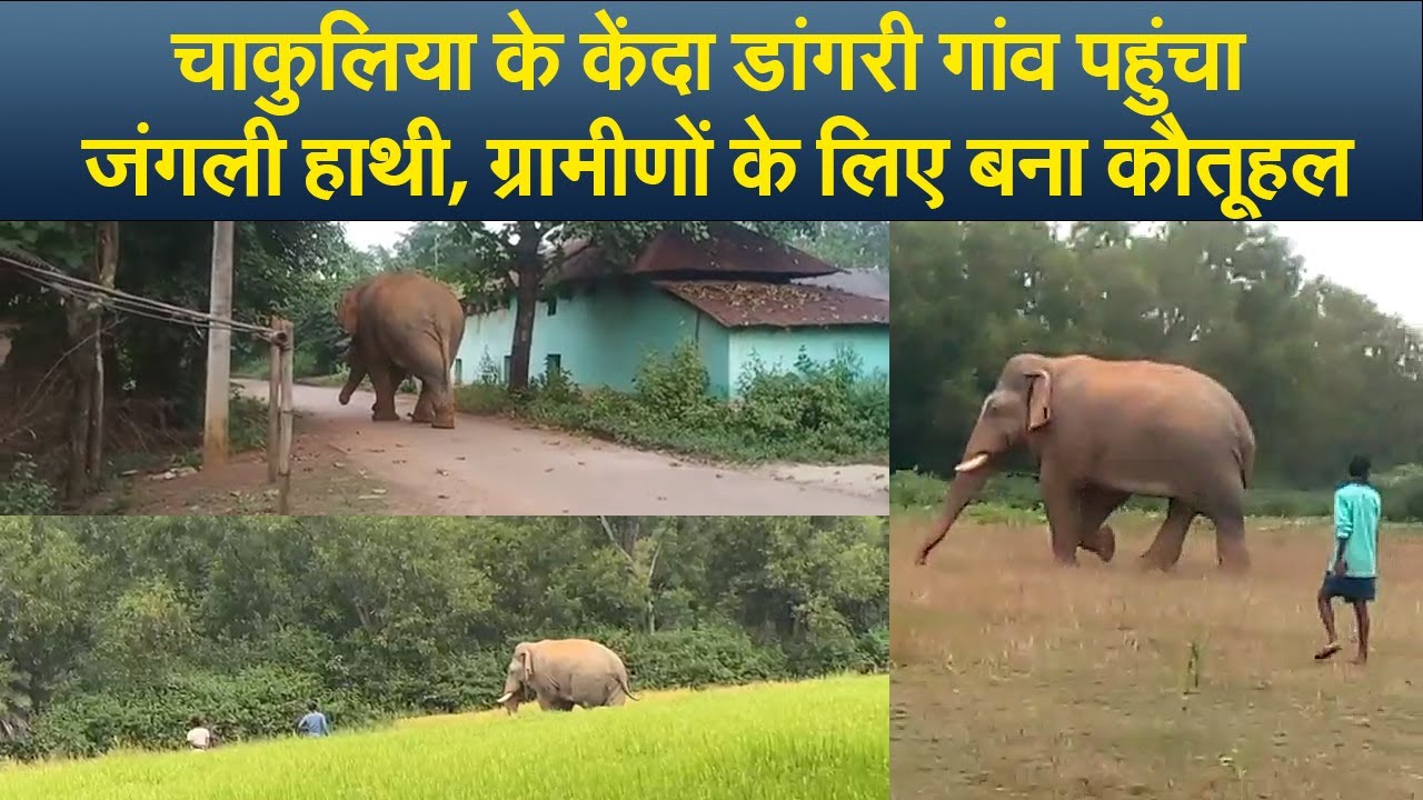 चाकुलिया के केंदा डांगरी गांव पहुंचा जंगली हाथी, ग्रामीणों के लिए बना कौतूहल