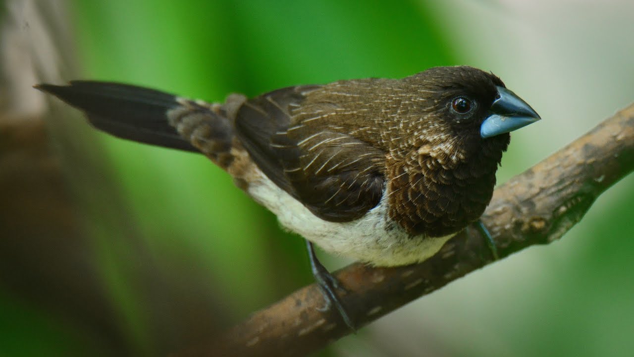 White-rumped Munia