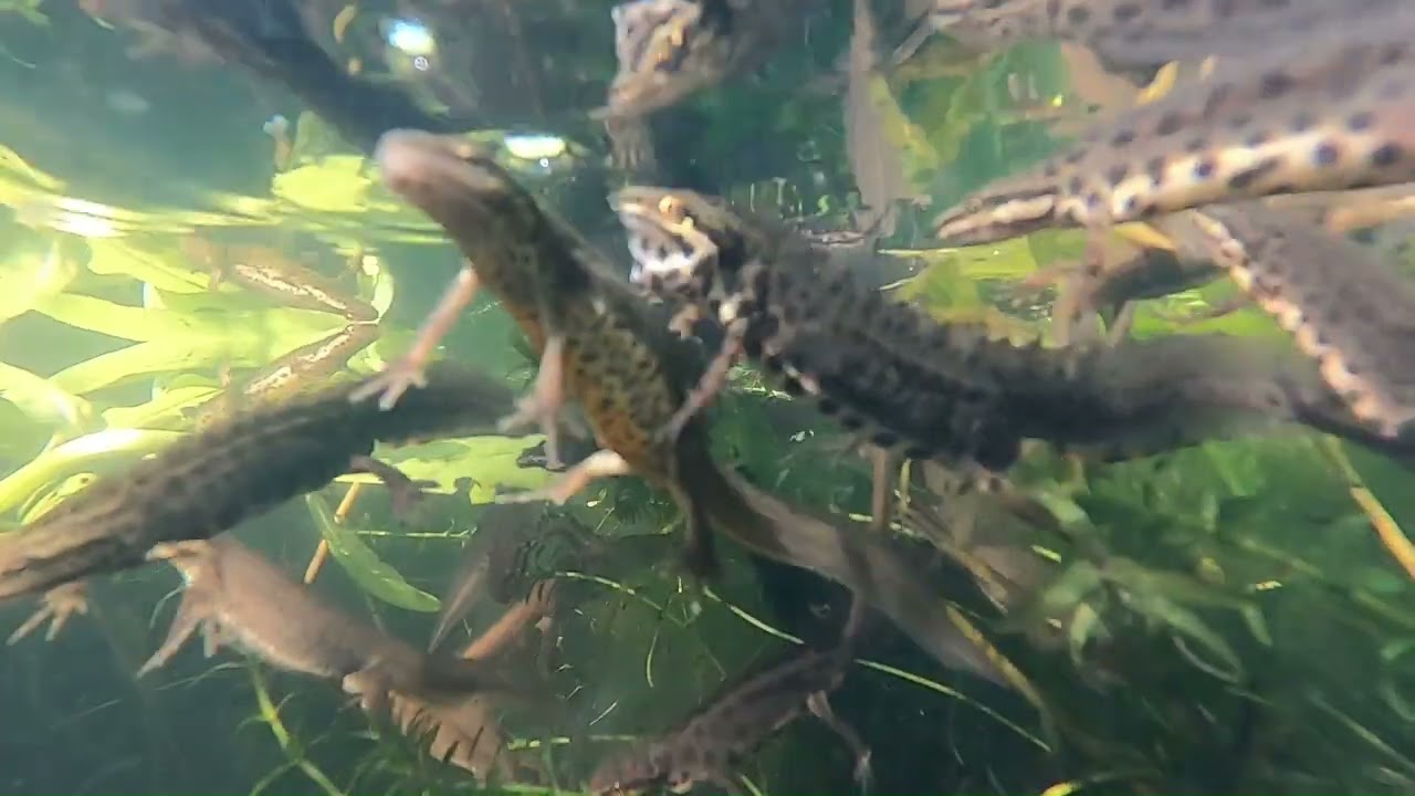 An antidote to doom scrolling. Time for a break. uninterrupted audio visual aquatic dopamine.