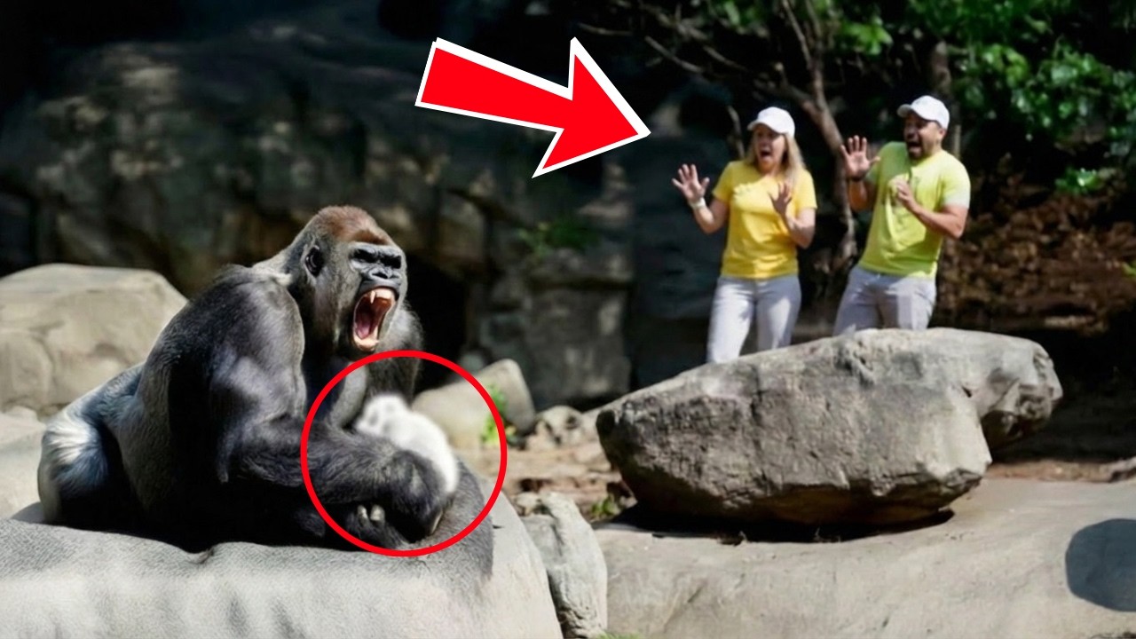 When a Gorilla Becomes Agitated, Zookeepers Notice What He’s Holding | animal stories