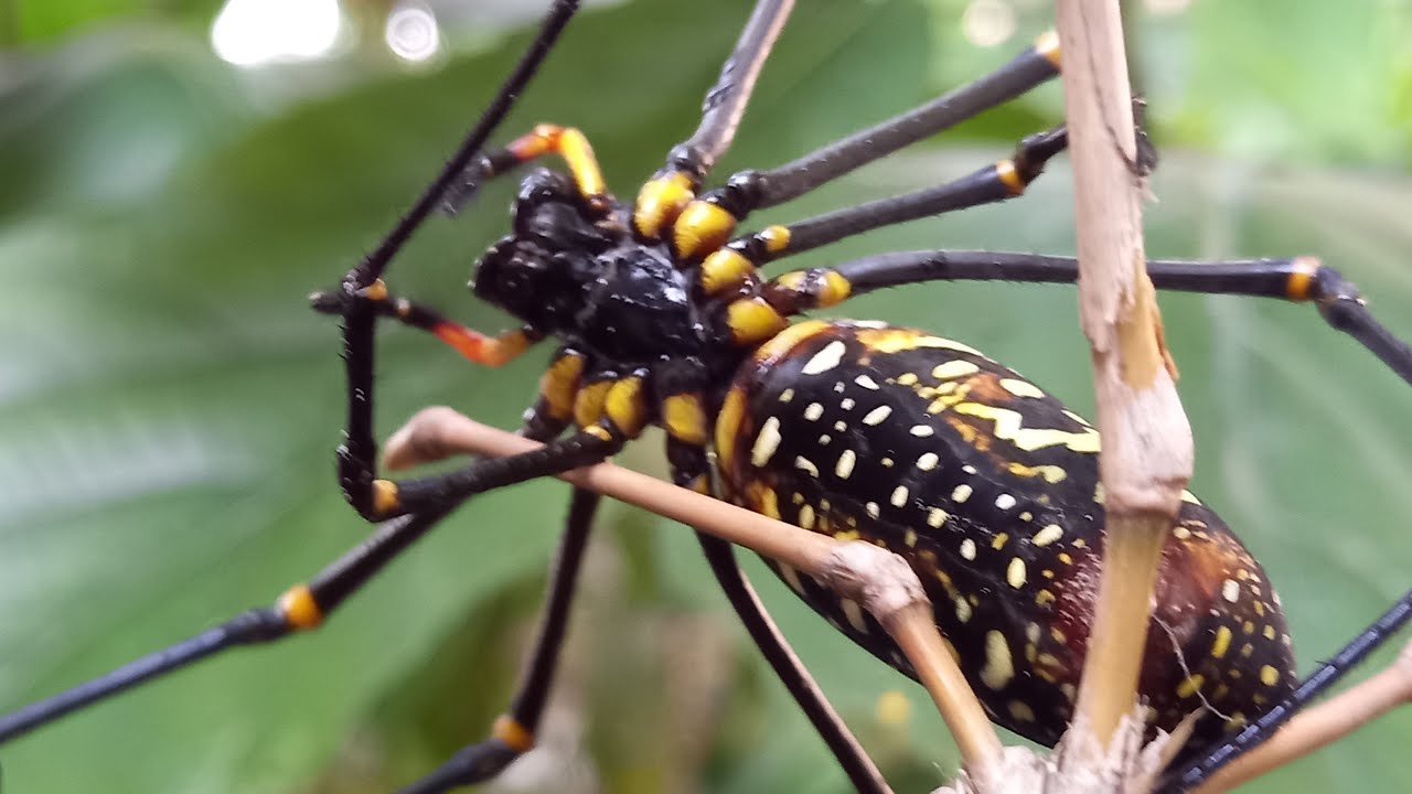 giant tiger spider