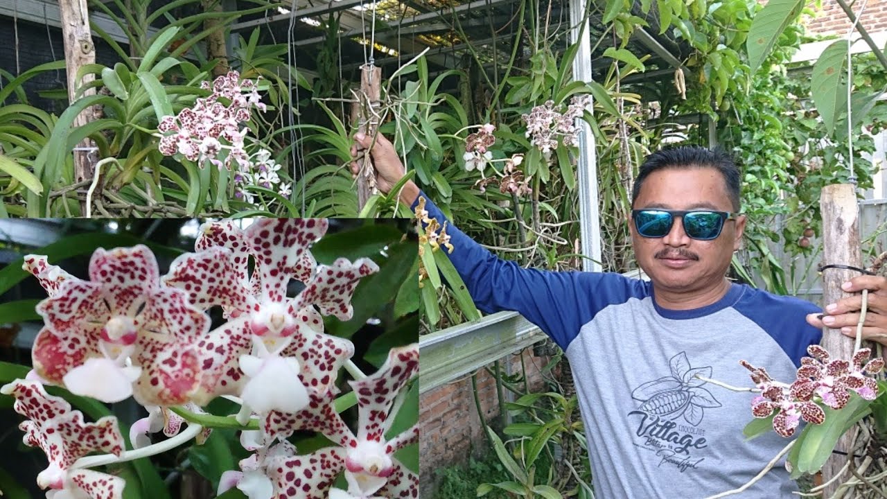Mudah cara murah anggrek Vanda tetap subur rajin berbunga | tips koleksi pak Sugeng