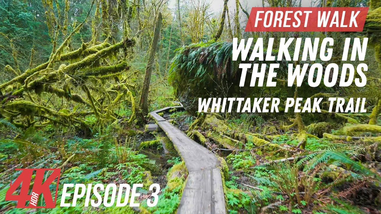 4K HDR Scenic Walking in the Woods - Ep 3 | Deep Forest Hike for Amusing Treadmill Workout