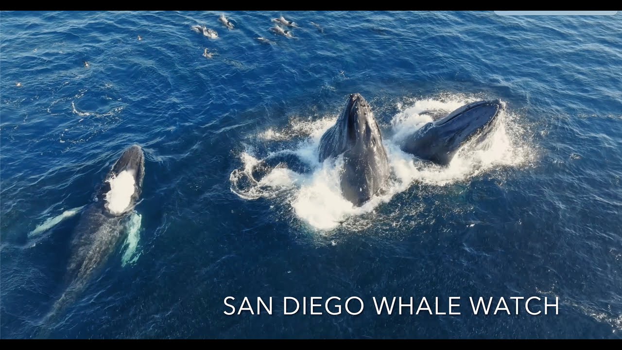AMAZING LUNDGE FEEDING! San Diego Whale Watching December 2025 Best Sightings