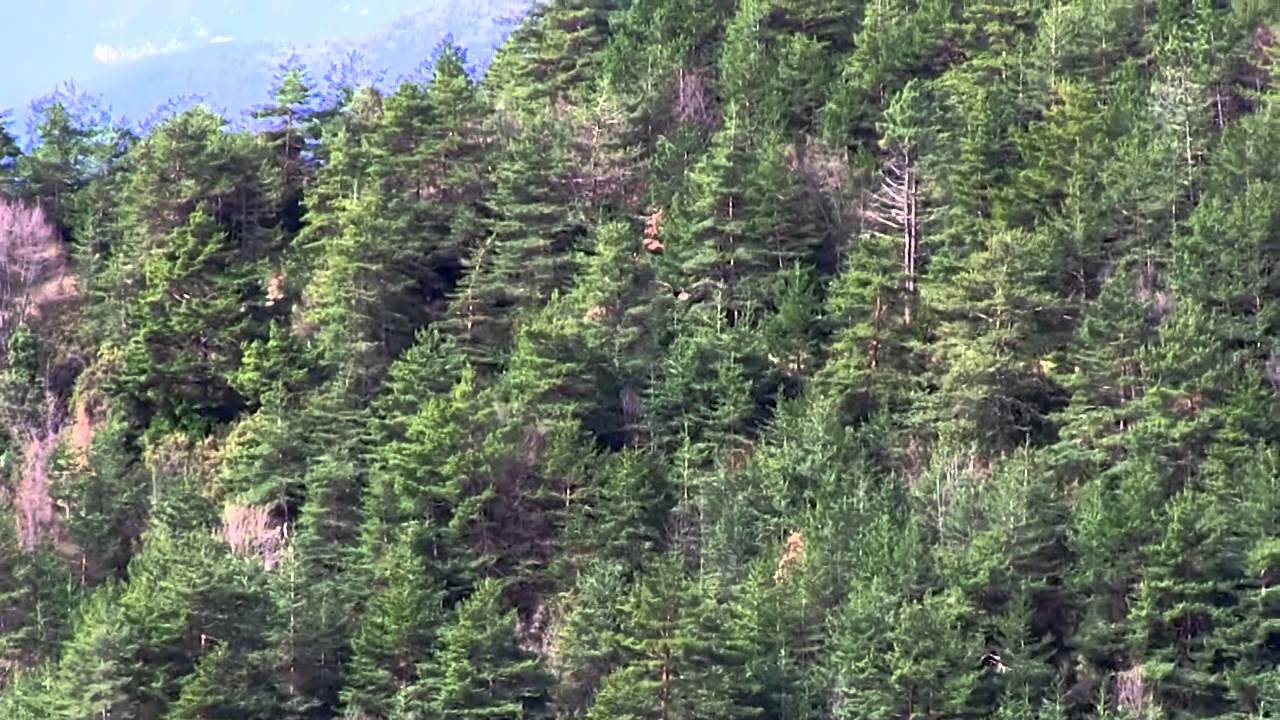 Steinadler befreiten der Alpen Der Flug des Adlers