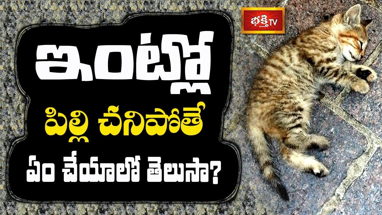 ఇంట్లో పిల్లి చనిపోతే ఏం చేయాలో తెలుసా? || Dharma Sandehalu