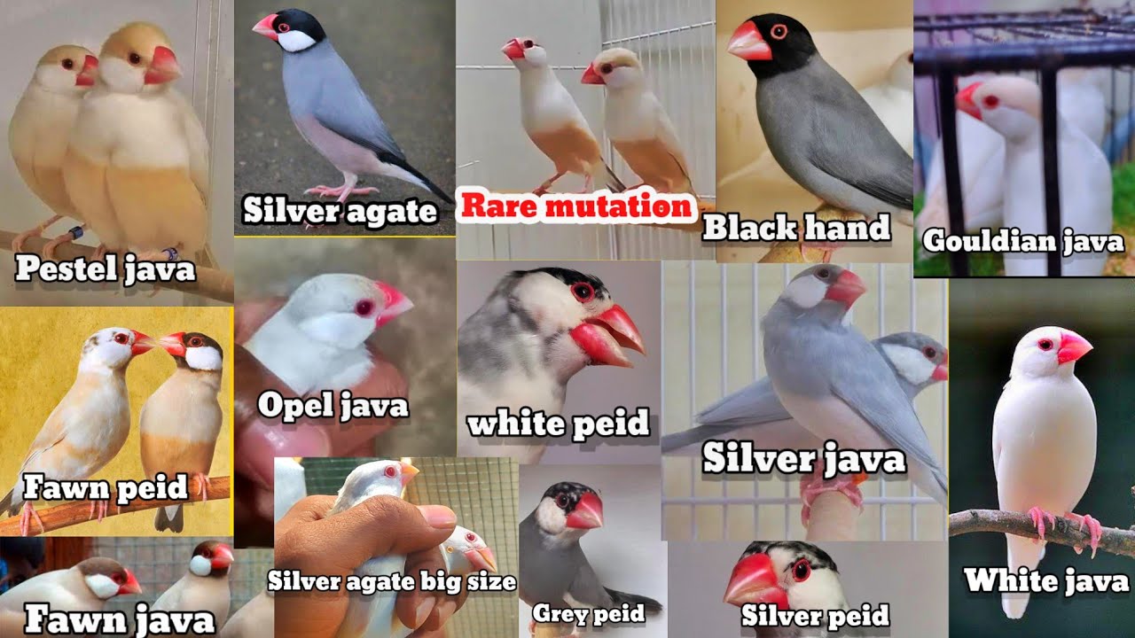 all java sparrow rare mutation Price in pakistan 2024 | latest update pestel silver agate black head