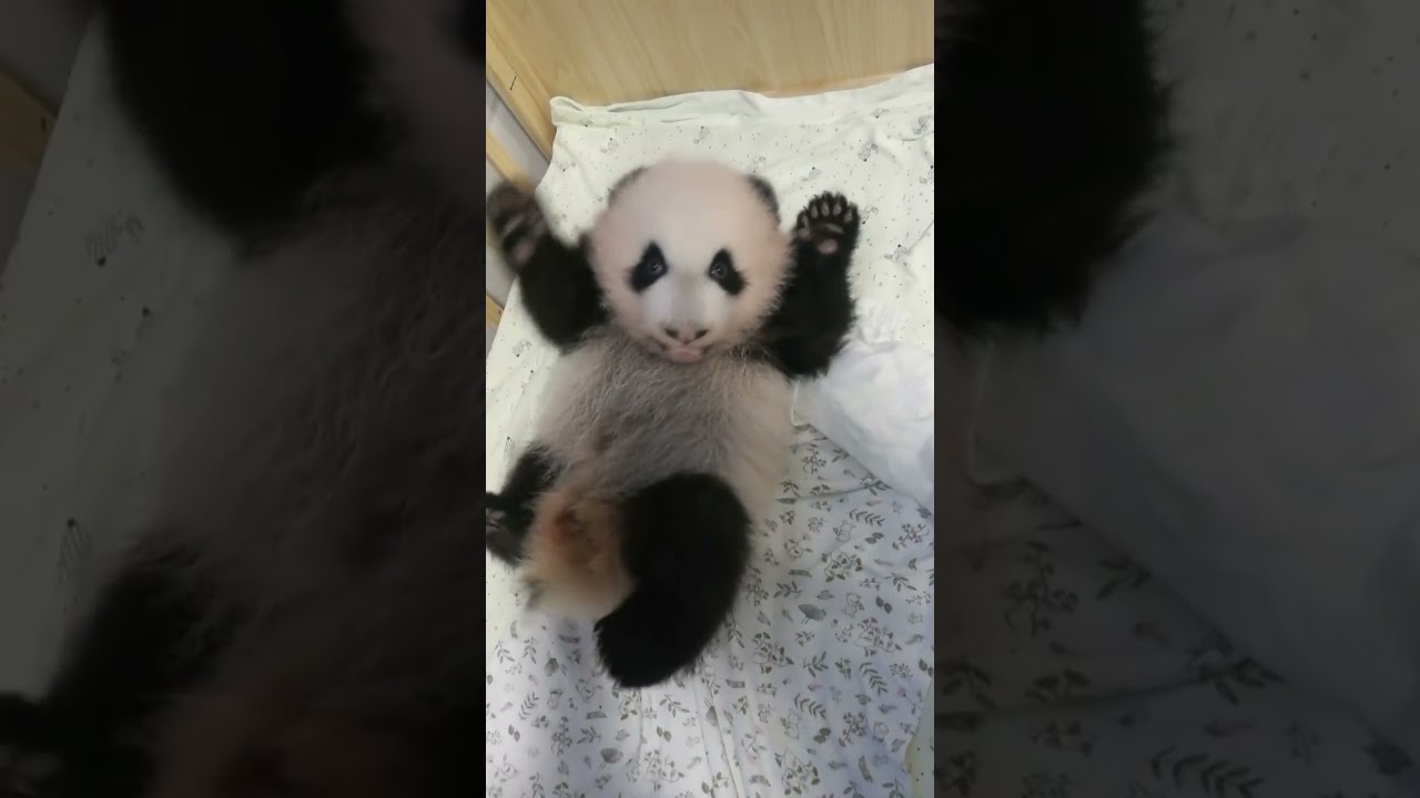 Talking Cute Baby Panda Chong Chong at His 3 Months Old   会说话的小可爱：3个月大时的重重