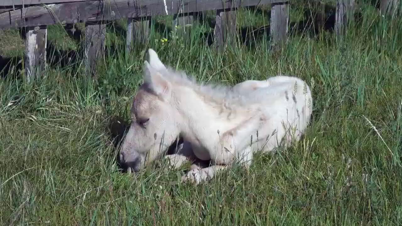 Adorable Baby Animals From Around the World in 4K to Relaxing Music