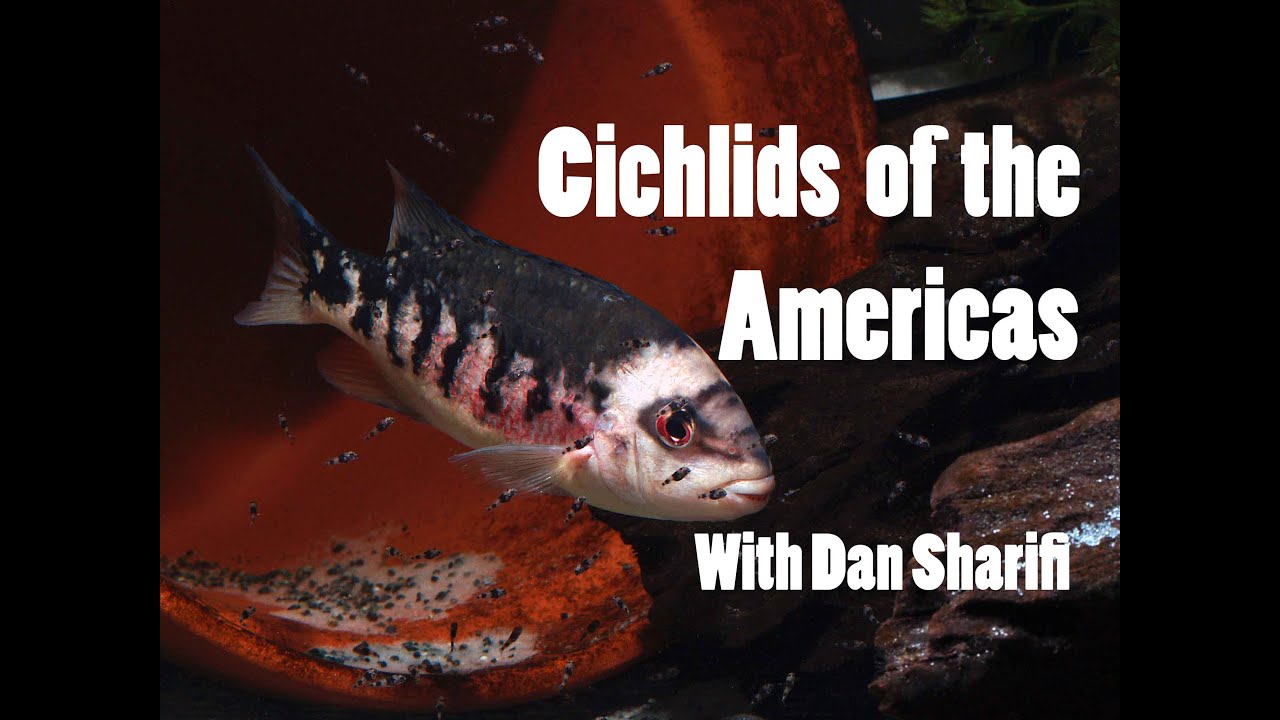 Aquatic Masters Series Episode 4: Dan Sharifi, Cichlids of the Americas U.S.A.