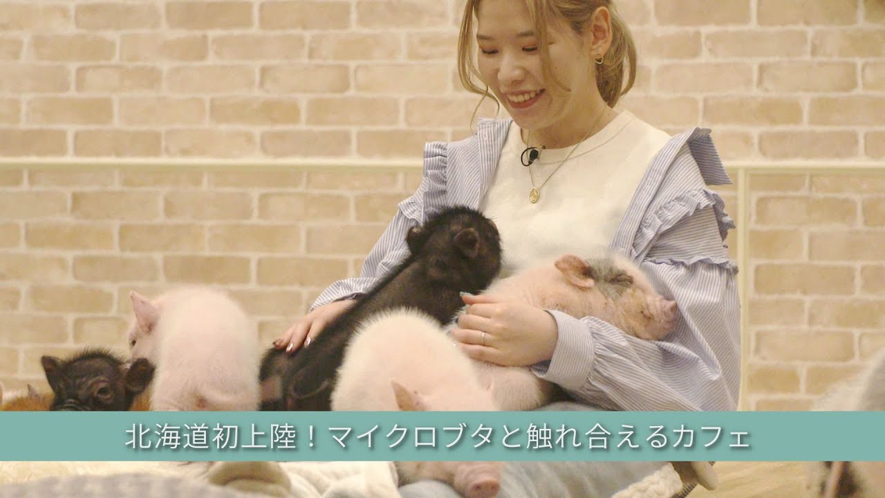 【北海道初】マイクロブタと触れ合えるカフェ♪最高の癒し時間を体験