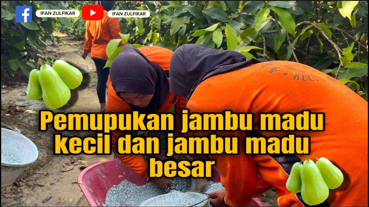 Pemupukan jambu madu kecil dan jambu madu besar