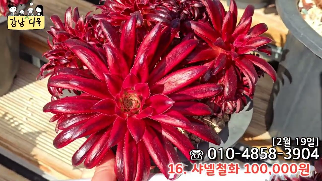 [2월19일]강남에오니움🟡연휴 잘 보내셨나요? 화려한 군생 에오니움으로 짧게 인사드려요  #01048583904 #다육이 #다육식물 #특가다육 #多肉植物