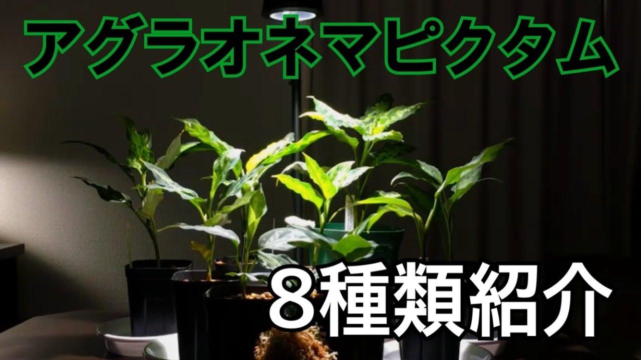 【第17話】「アグラオネマピクタム8種類をご紹介」