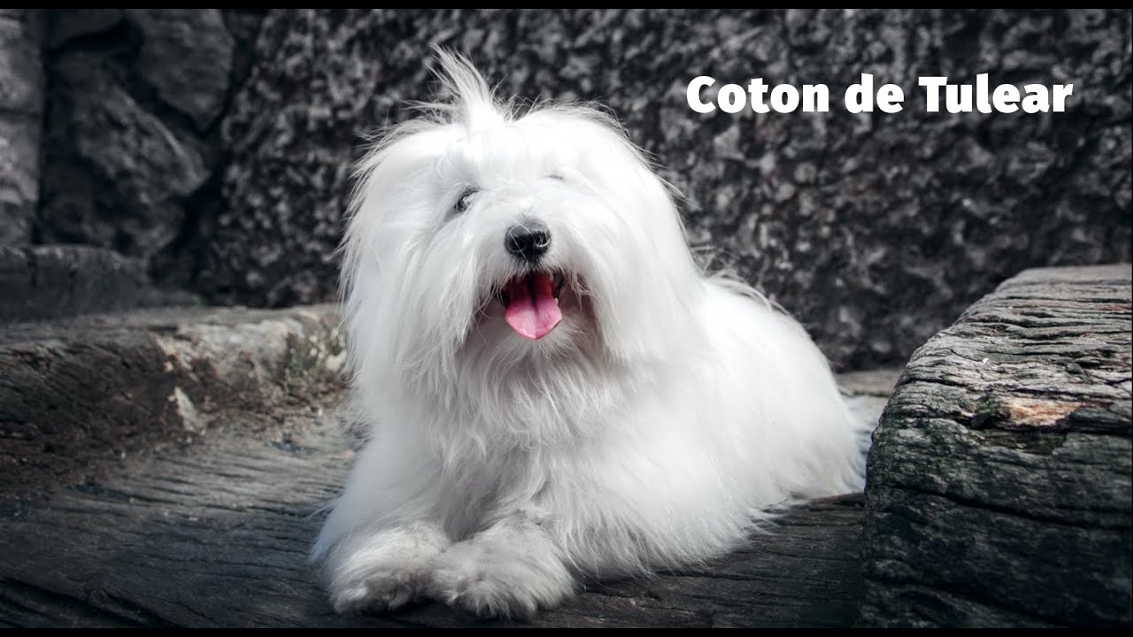 Coton de Tulear - Atlas plemen - Tlapka TV