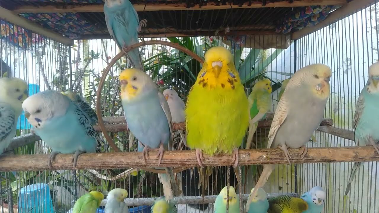 🕊️ Um refúgio mental 🌿 periquitos incríveis em 12 minutos 😌🐦 