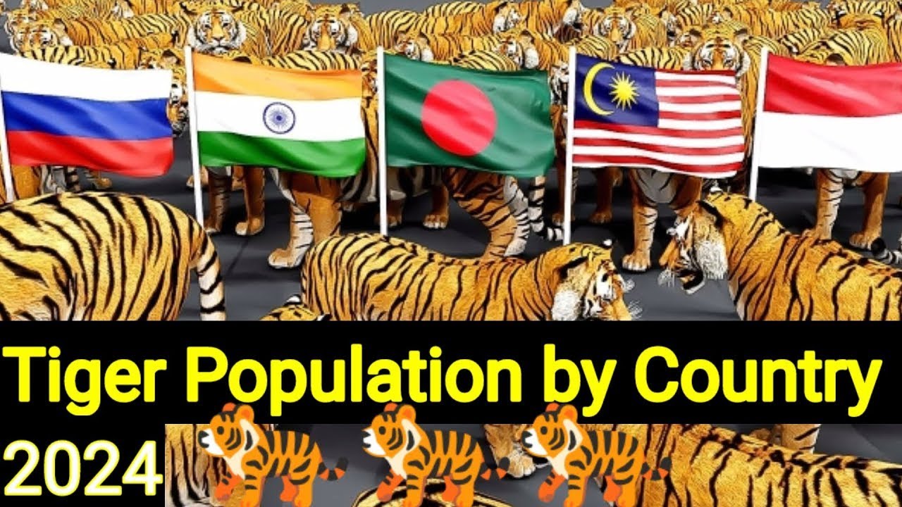 Tiger population by country 2024 || tiger population||tiger population in world #country #tiger #3d