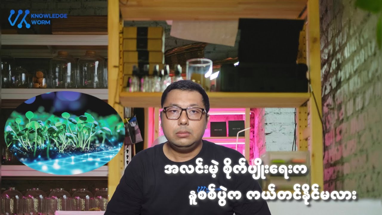 အလင်းရောင်မလိုဘဲ အပင်တွေကို စိုက်ပျိုးနိုင်မဲ့ နည်းပညာသစ်