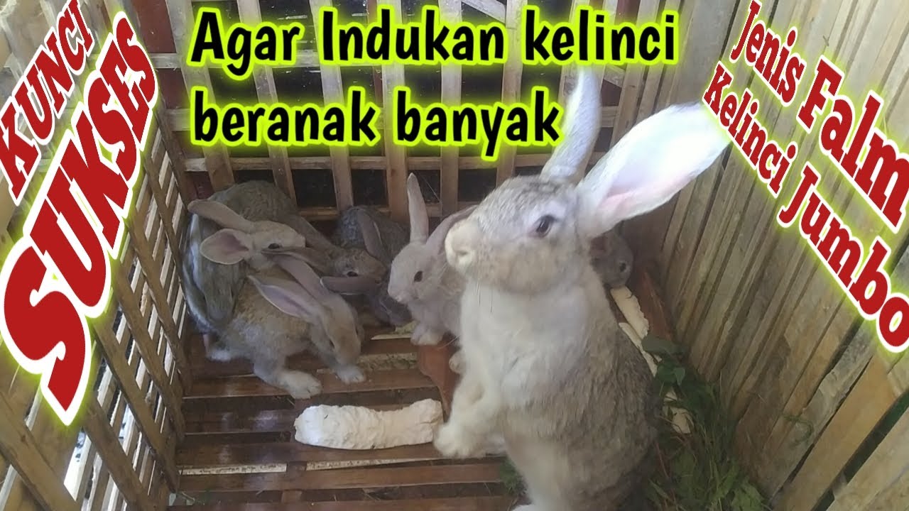 TIPS RAHASIA???!! Agar supaya indukan kelinci beranak banyak minimal 8 ekor ||anakan kelinci ||lucu