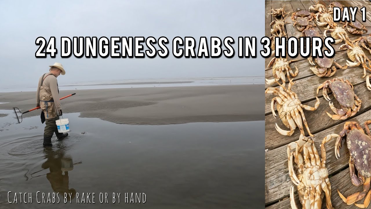 Caught 24 Dungeness Crabs on Shore in Under 3 hours